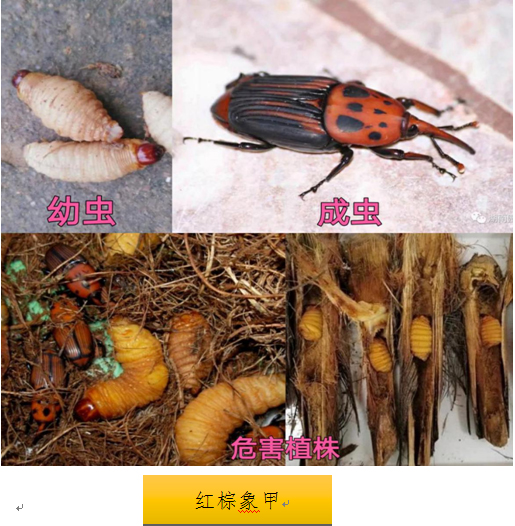 210308经营养殖“竹虫”“东亚飞蝗”不可取! (2).jpg