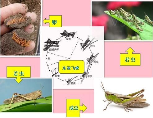 210308经营养殖“竹虫”“东亚飞蝗”不可取! (4).jpg