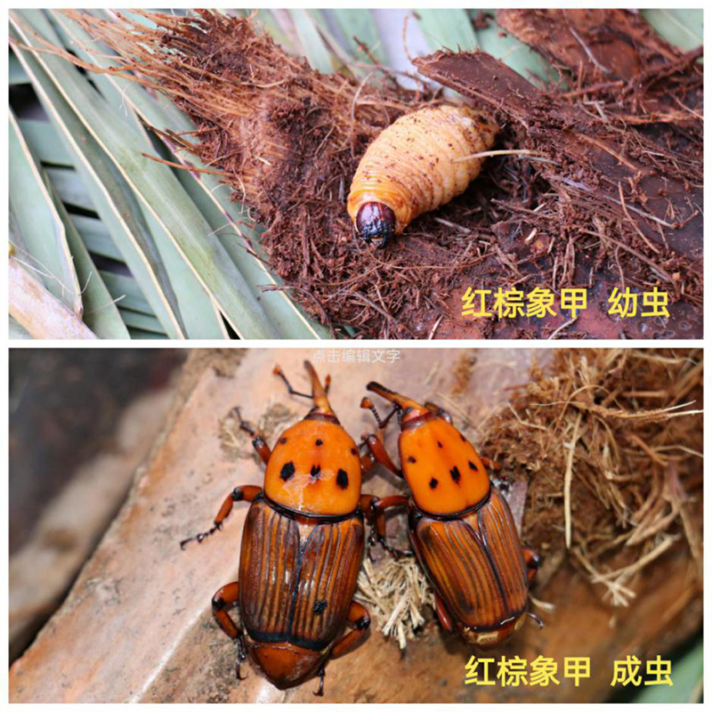 220618经营养殖“竹虫”不可取! (1).jpg