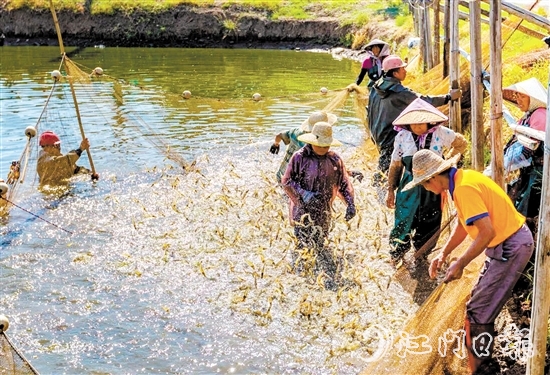 大鳌镇着力实施“一只虾”工程。 大鳌镇着力实施“一只虾”工程。