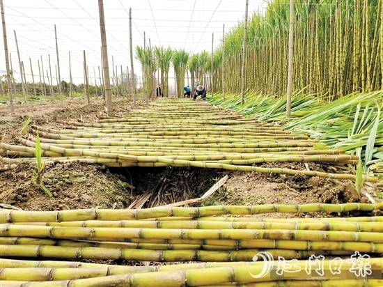 桥美村种植黄皮果蔗已有150多年历史。 桥美村种植黄皮果蔗已有150多年历史。