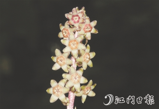 七星坑球子草是首个以“七星坑”命名的植物新种。 七星坑球子草是首个以“七星坑”命名的植物新种。